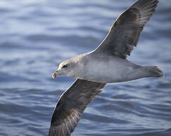 Kongsfjord Arctic Lodge
