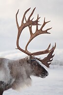 Kongsfjord Arctic Lodge