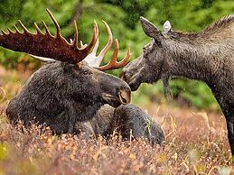 8 Person Holiday Home in Lycksele-by Traum