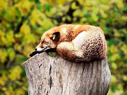 3 Person Holiday Home in Henan-by Traum