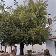 Laurel LK Houses in Kritinia Rhodes