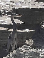 Treetop River Cabins