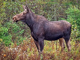 6 Person Holiday Home in Ullared-by Traum