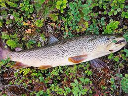 5 Person Holiday Home in Kokelv