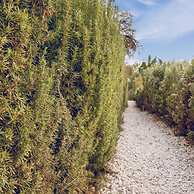 Villa Pettegola in Noto