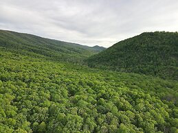 Bear Necessities -forget Your Worries!