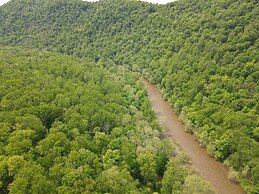 Bear Necessities -forget Your Worries!