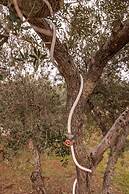 Villa V - Epoca Collection