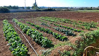 Residenza Arcangela - 4 Alloggi con 2 Piscine Private nel Salento - Fi
