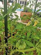 Luxury Beachfront Villa With Pool for two Families