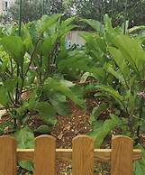 Luxury Beachfront Villa With Pool for two Families