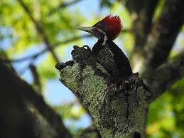 Pilgrim's Paradise Cabin 2