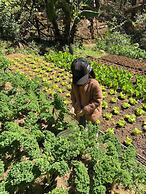 Mơ Stay Forest Resort