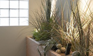 Siheung Brown Dot Jeongwang