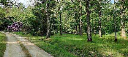 Sublimes hébergements en coeur de forêt