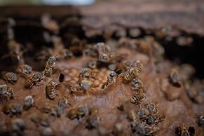 Viatura Hacienda Xtojil, Yucatan, Merida, with Optional All Inclusive