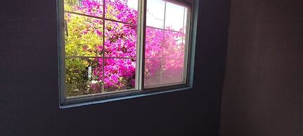 Suites Bugambilias Rooms Primavera Bosque