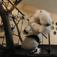 Suites Bugambilias Rooms Primavera Bosque