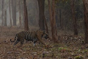 Avadale Tadoba - Stag Groups Not Allowed