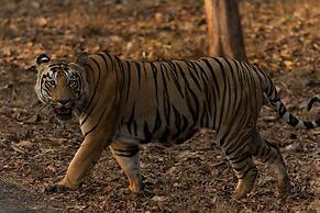 Avadale Tadoba - Stag Groups Not Allowed