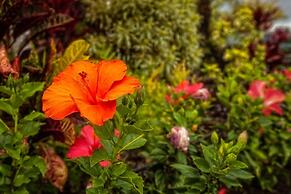 Grand Champions Two Bedrooms - Mountain View by Coldwell Banker Island