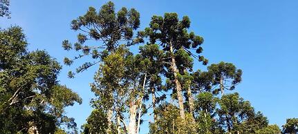 Pousada Bosque do Visconde