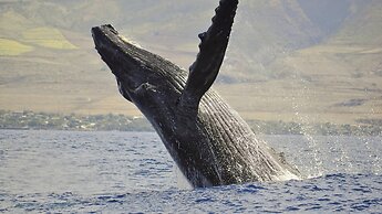 Maui Kamaole M106 in Kihei