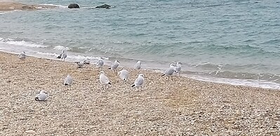 residence riva musone - stella marina