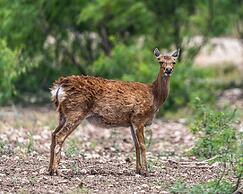 Y.O. Ranch Headquarters