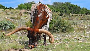 Y.O. Ranch Headquarters