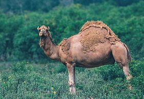 Y.O. Ranch Headquarters