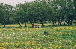 Y.O. Ranch Headquarters