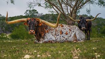 Y.O. Ranch Headquarters