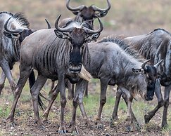 Y.O. Ranch Headquarters