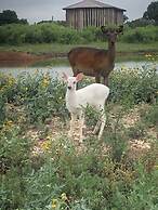 Y.O. Ranch Headquarters