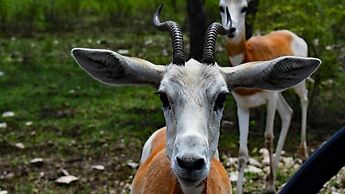 Y.O. Ranch Headquarters