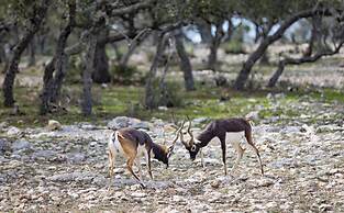 Y.O. Ranch Headquarters