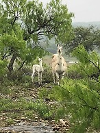Y.O. Ranch Headquarters
