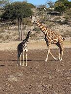 Y.O. Ranch Headquarters