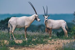 Y.O. Ranch Headquarters