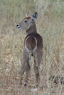 Y.O. Ranch Headquarters