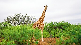 Y.O. Ranch Headquarters