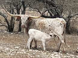 Y.O. Ranch Headquarters