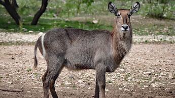 Y.O. Ranch Headquarters