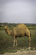 Y.O. Ranch Headquarters