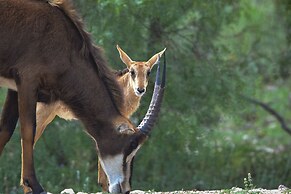 Y.O. Ranch Headquarters