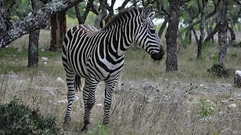 Y.O. Ranch Headquarters