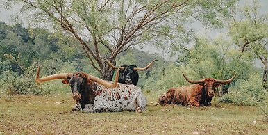 Y.O. Ranch Headquarters