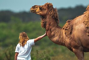 Y.O. Ranch Headquarters