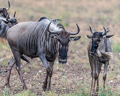 Y.O. Ranch Headquarters